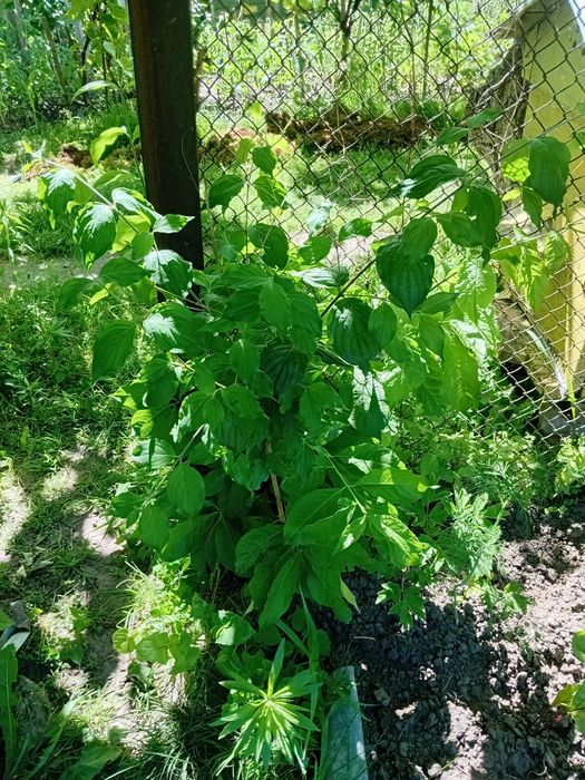 Продам садженці кизила пятирічні