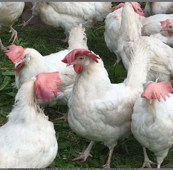 Продам кури несушки