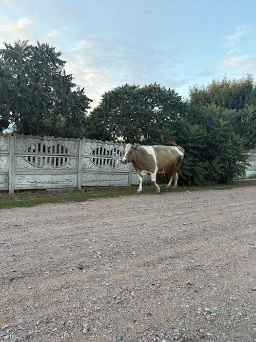 Продається корова