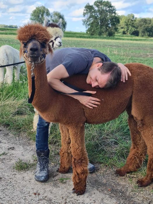 Cudowne samice Alpak na sprzedaż