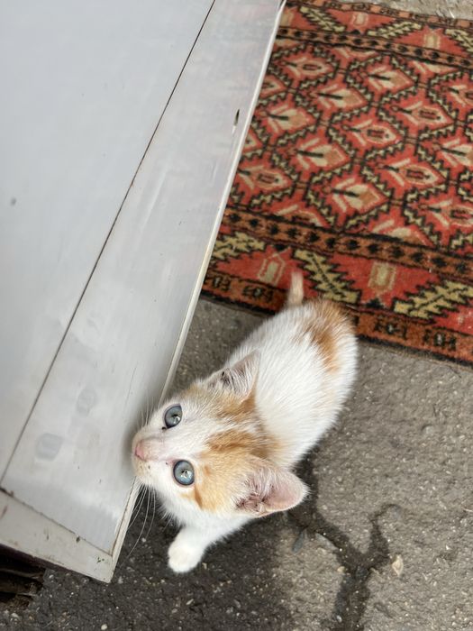 Кошенята в добрі руки