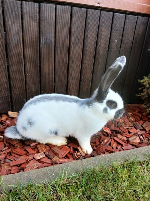 Srokacz niemiecki srokaty niebieski