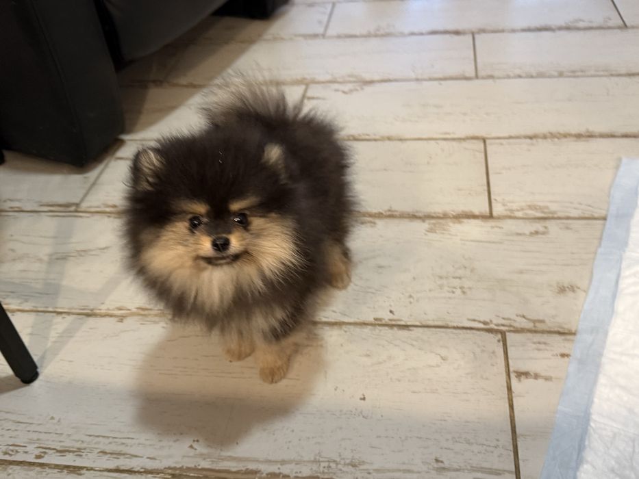 Leoś szpic minaturowy