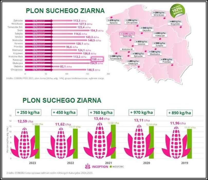 Kukurydza INCEPTION - Rekordowy Plon -Niskie Wymagania -Potężna Kolba
