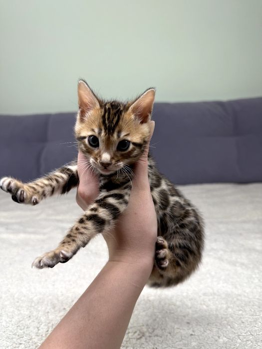 Бенгальські кошенята