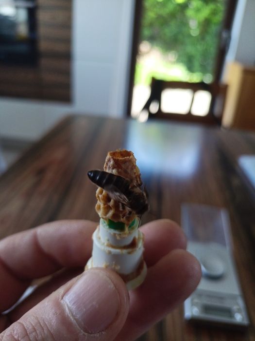 Odkłady pszczele na sezon 2026 - ramka wielkopolska