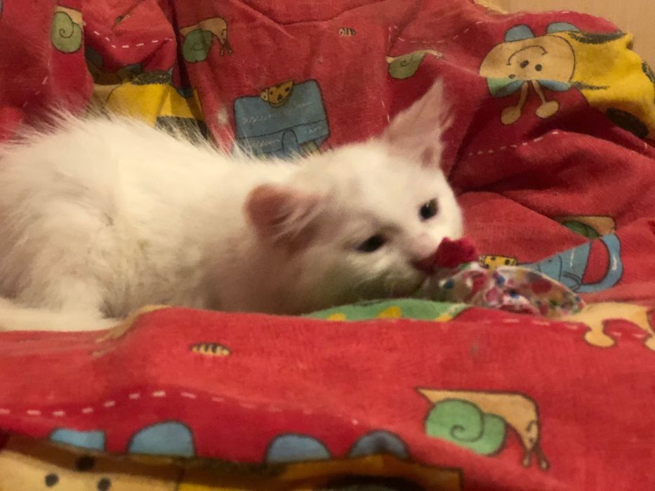 Котята мышеловы  Днепр
