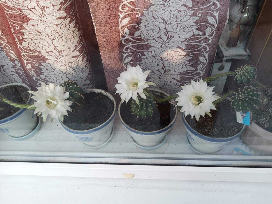 кактуси маленькі