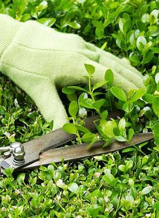 Уход за садом, стрижка хвойников, кустов, деревьев, уборка мусора