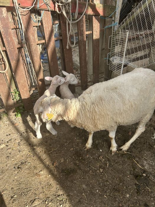Animais de quinta