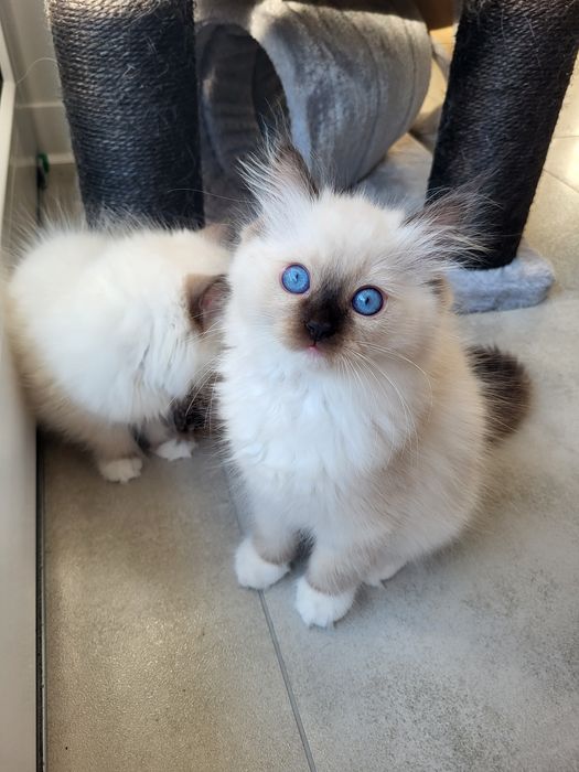 Kotka Ragdoll, rodowód FPL, badania