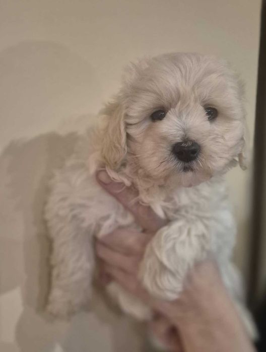 Maltipoo Piesek Gotowa do Odbioru