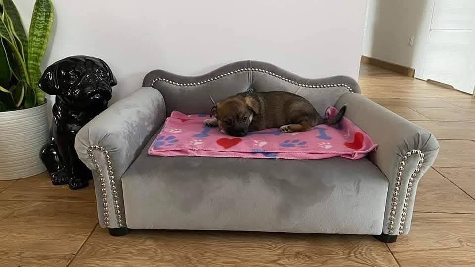 Legowisko sofa kanapa posłanie dla psa kota