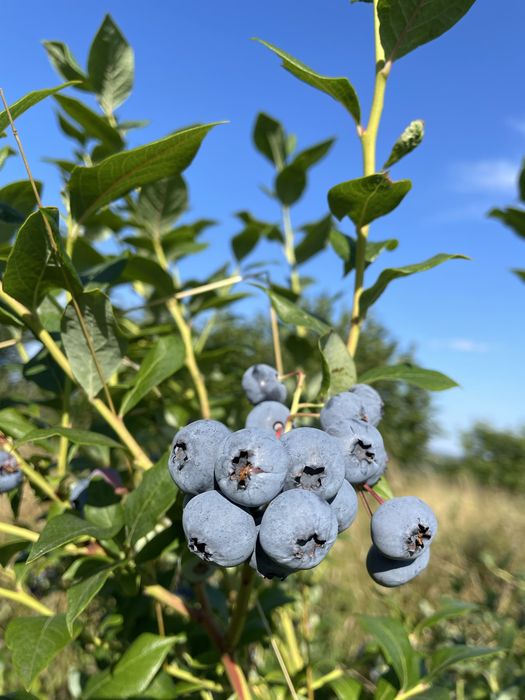 Borówki amerykańskie ekologiczne - samozbiór