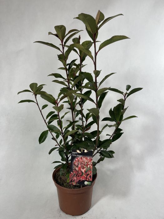 Głogownik carre rouge na zywopłoty zimozielony czerwony liść