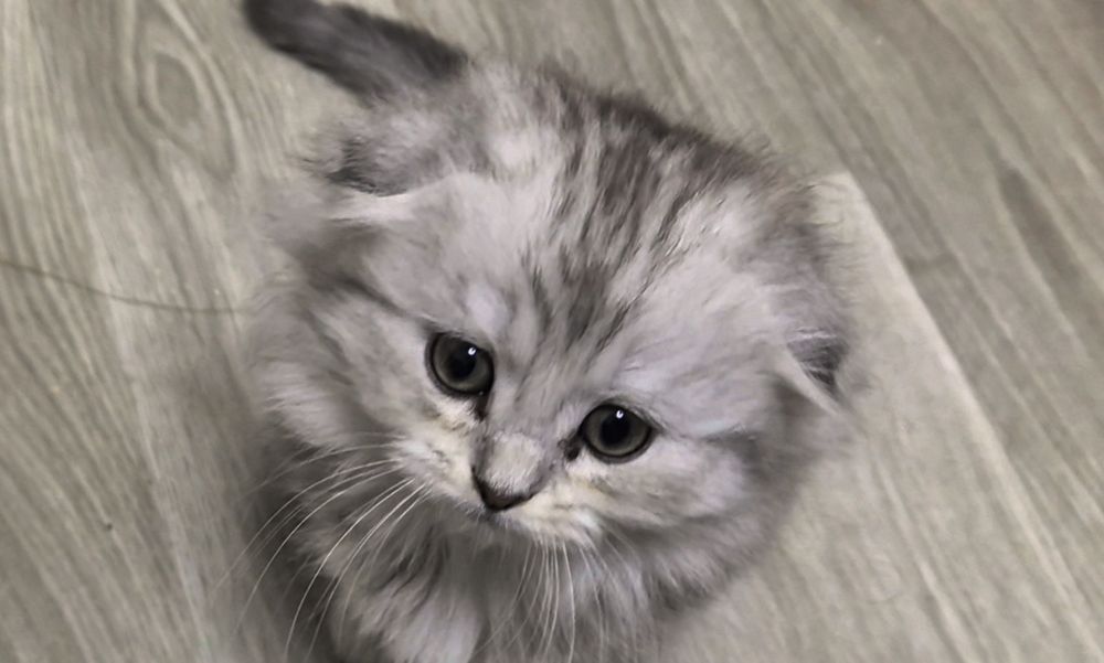 Прямоухие и вислоухие шотландские котята, мальчик и девочки