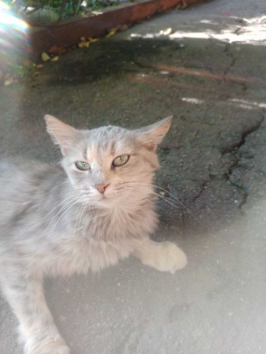 приблудилась кошка