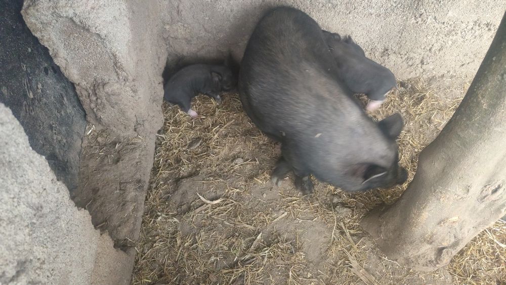 Porca e leitões.
