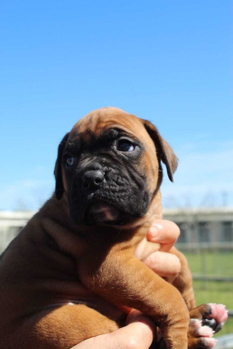 Cachorra Boxer TOP