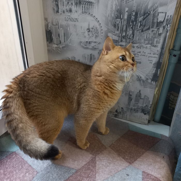 Вязка золотая шиншилла.