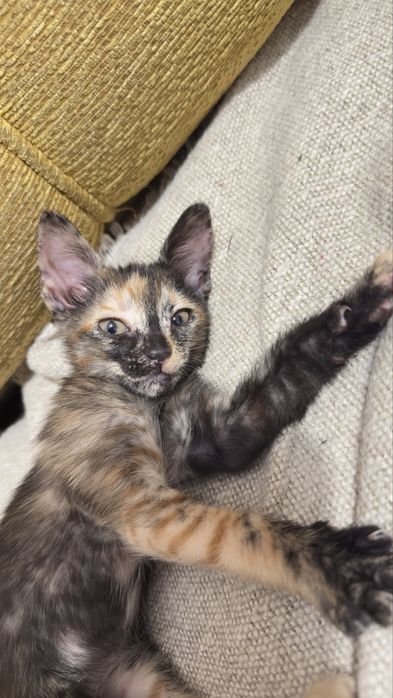 Gatos para adoção