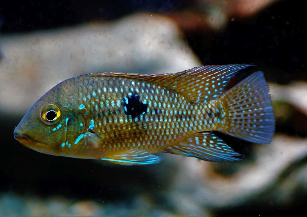 Ziemiojad brazylijski - Geophagus brasiliensis - dowóz, wysyłka