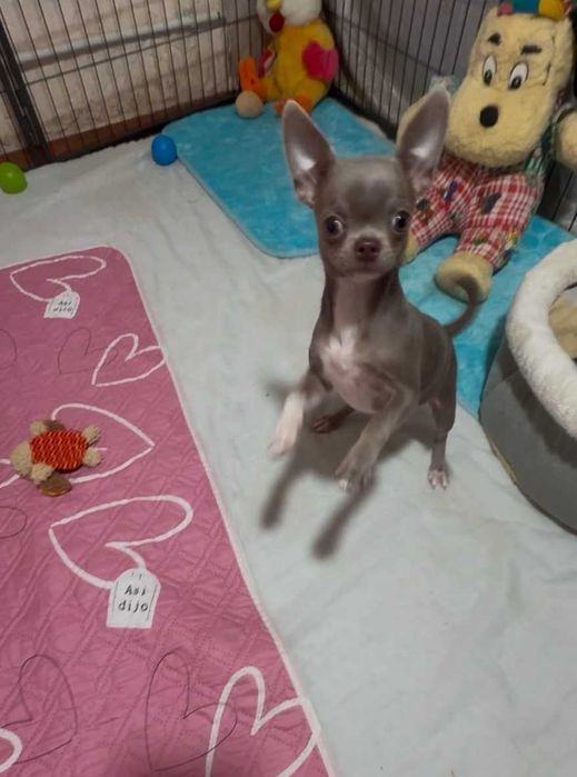 КСУ. Лілова дівчинка.