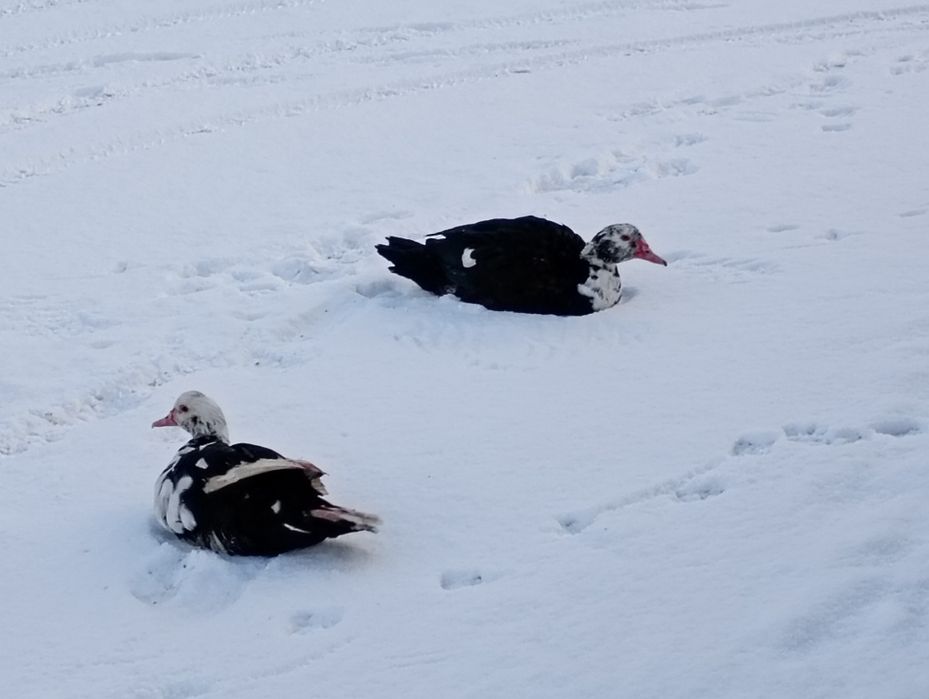 Kaczory i kaczki francuskie