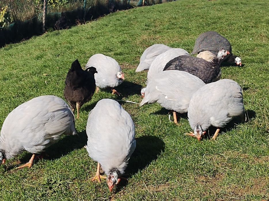 Perliczki tegoroczne