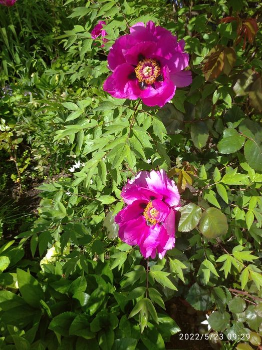 Півонія деревовидна