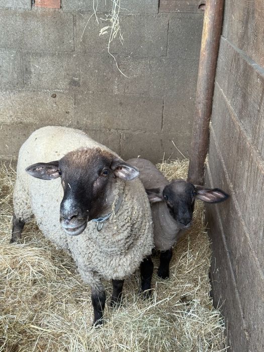 Casal de cx de suffolk