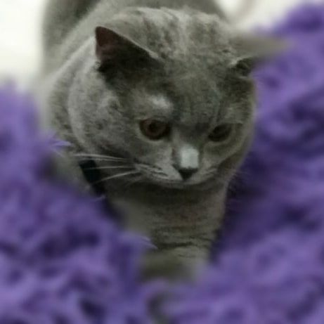 Вязка котов. Опытный шотландец