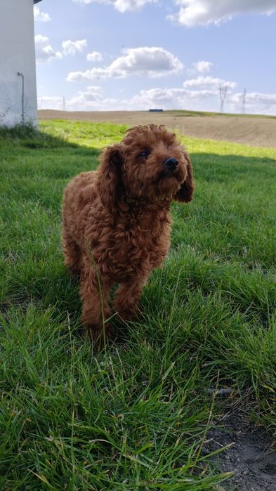 Pudel Toy Red Brown PASZPORT
