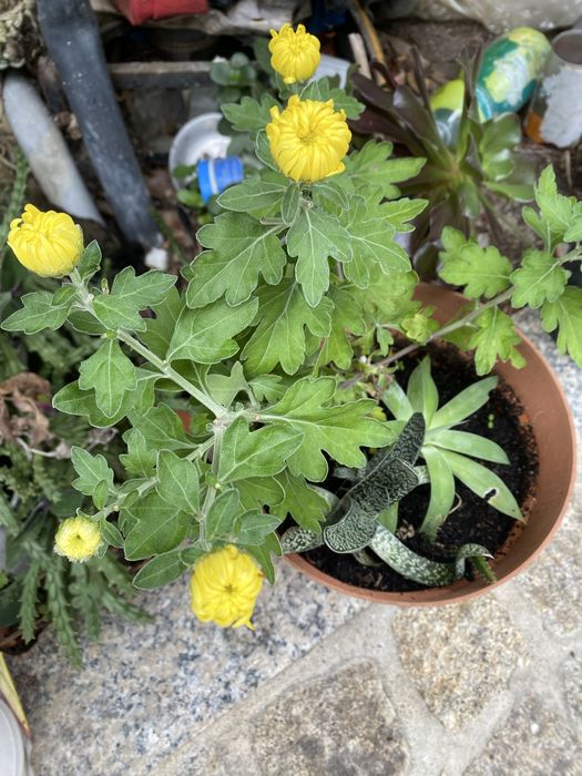 crisântemo roxo e amarelo