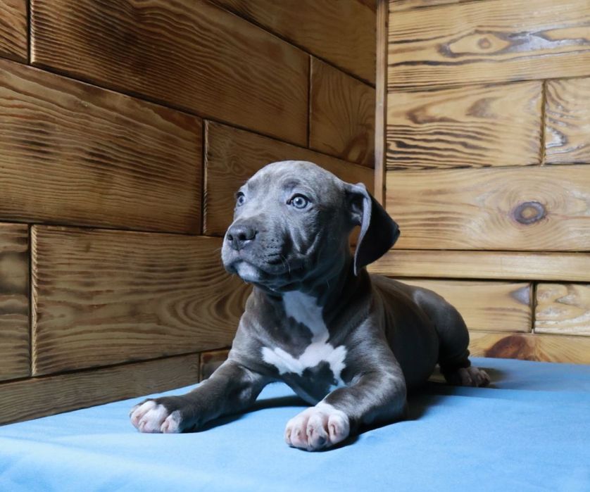 Цуценята Амстаффа готові до переїзду. З гарним родовідом