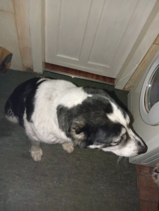 Щенки алабая (среднеазиатская овчарка) — НА БРОНИРОВАНИЕ  

Открыто б