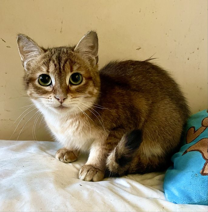 Котенок девочка маленькая полосатая рыжая кошеня дівчинка смугаста