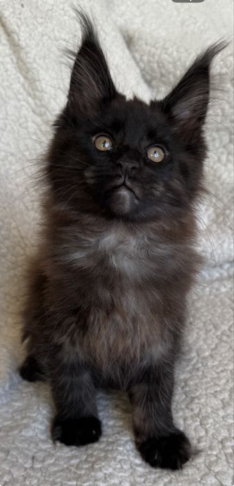 Продам котенка мейн-кун мальчик Черный дым( серебро) гентесты
