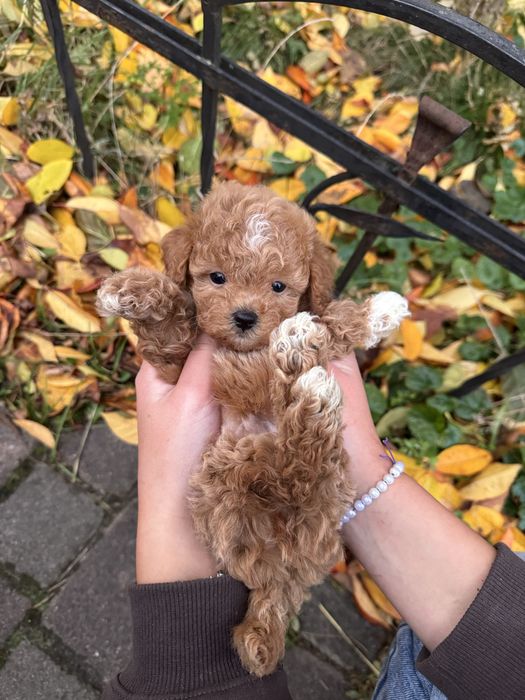 Чарівні Мальтіпу Ф1/Ф2