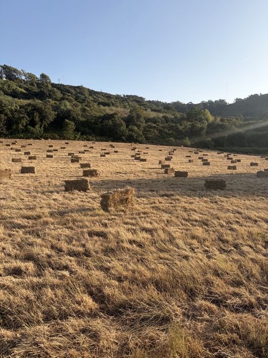 Vende-se Feno ótimo  Cabras ovelhas e cavalos