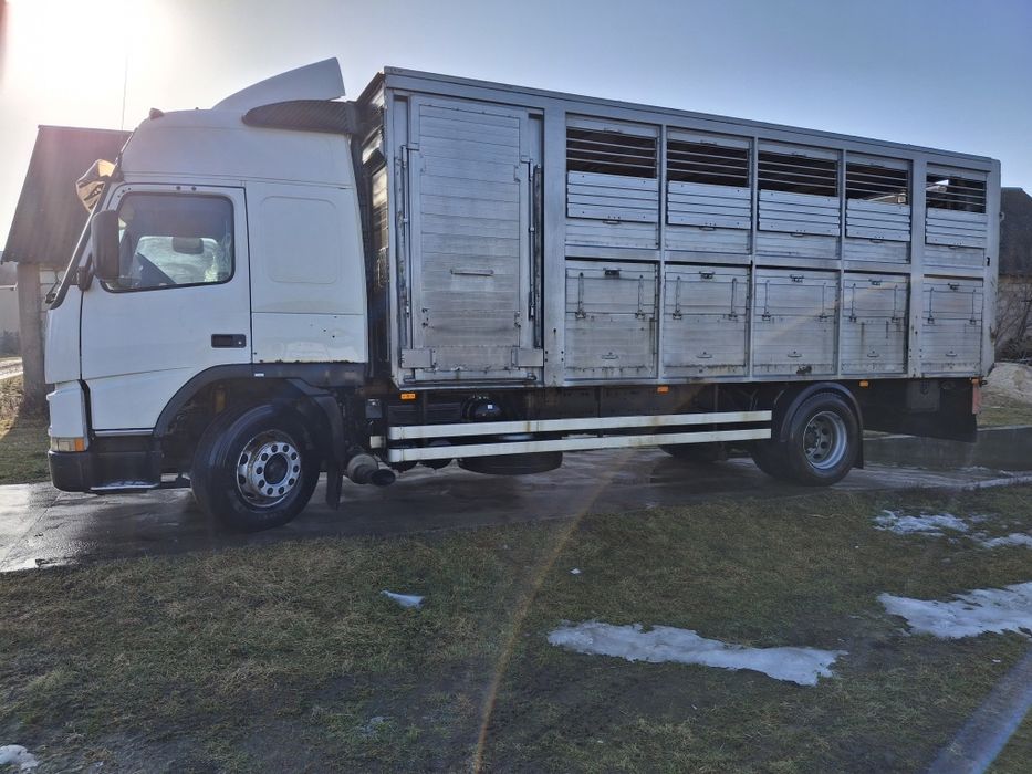 Do przewozu zwierząt żywca bydła