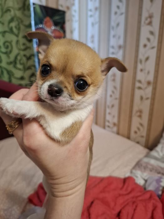 Продається Цуценя Чихуахуа,хлопчик.