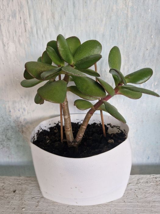 Jade Árvore do Dinheiro e da Propriedade