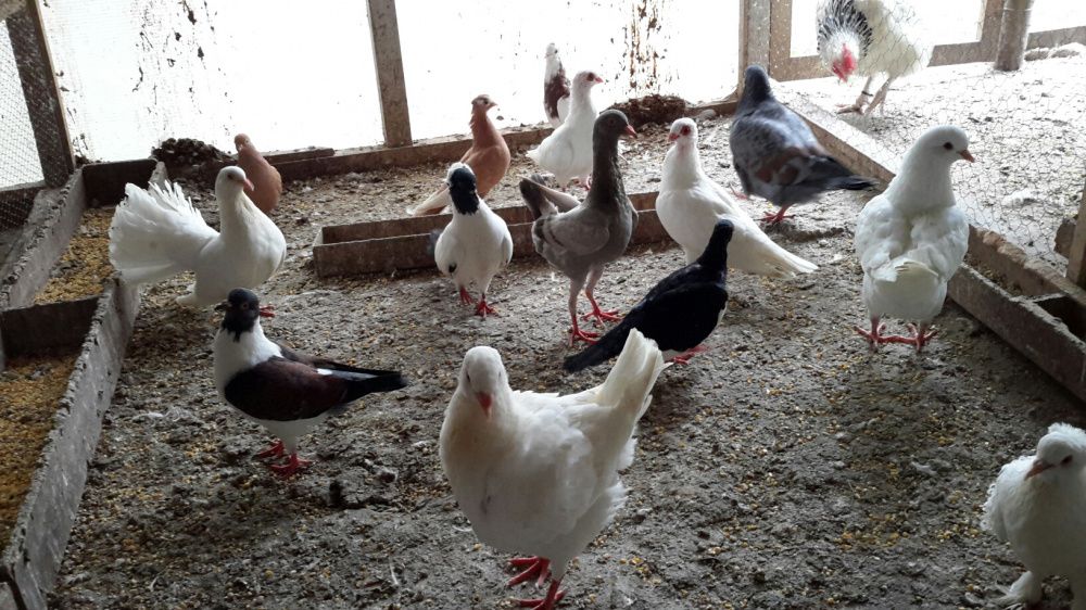 Pombos **Várias Raças**