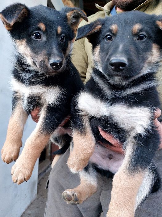 Продаєця цуценята, німецька вівчарка, залишились дівчатка