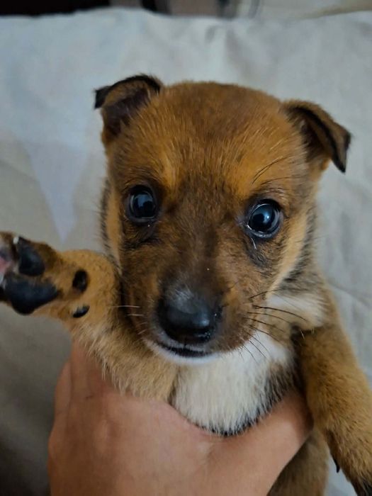 Sluszna sprawa adoptuj ksiezniczke