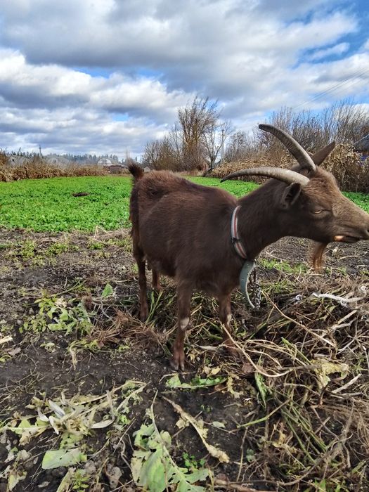 Коза трохрічна дойна