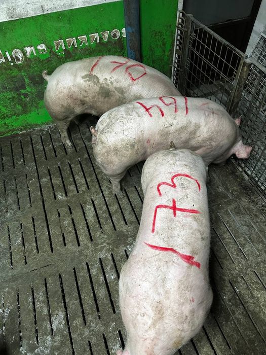 Свині живою вагою