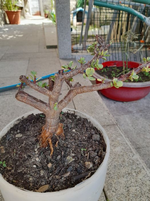 Suculentas para bonsais