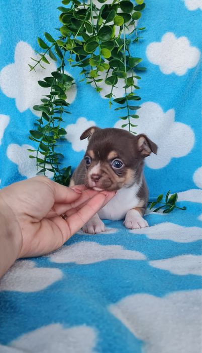 Excelente mini menina Chihuahua/Chiuaua de Qualidade, Linhagem Russa